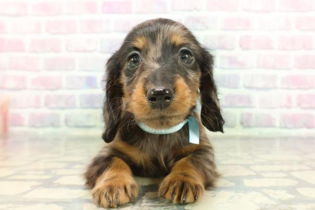 ミニチュア・ダックスフンド