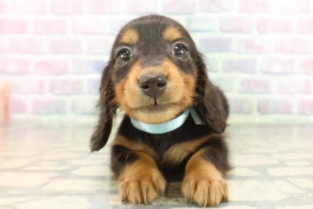 ミニチュア・ダックスフンド