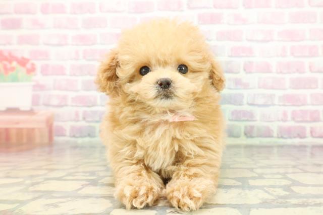 東京都のマルプー(マルチーズ×プードル) (Coo&RIKU新小岩店/2025年11月16日生まれ/女の子/アプリコットホワイト)の子犬の1枚目の画像