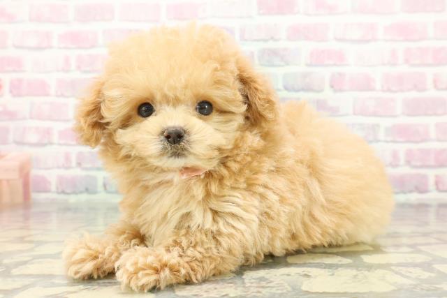 東京都のマルプー(マルチーズ×プードル) (Coo&RIKU新小岩店/2025年11月16日生まれ/女の子/アプリコットホワイト)の子犬の2枚目の画像