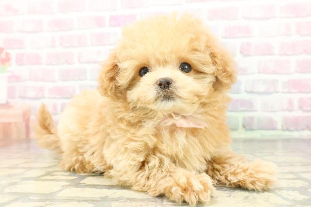 東京都のマルプー(マルチーズ×プードル) (Coo&RIKU新小岩店/2025年11月16日生まれ/女の子/アプリコットホワイト)の子犬の3枚目の画像