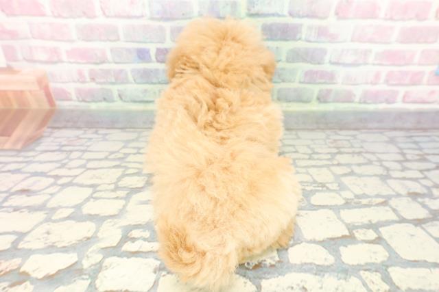 東京都のマルプー(マルチーズ×プードル) (Coo&RIKU新小岩店/2025年11月16日生まれ/女の子/アプリコットホワイト)の子犬の4枚目の画像