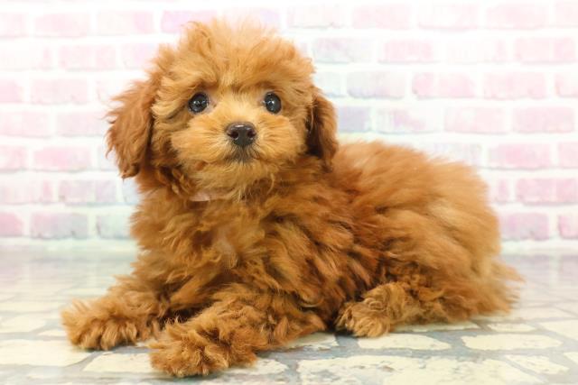 東京都のトイプードル(トイ) (Coo&RIKU大久保店/2025年11月29日生まれ/女の子/レッド)の子犬の2枚目の画像