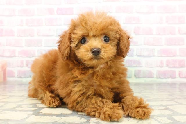 東京都のトイプードル(トイ) (Coo&RIKU大久保店/2025年11月29日生まれ/女の子/レッド)の子犬の3枚目の画像