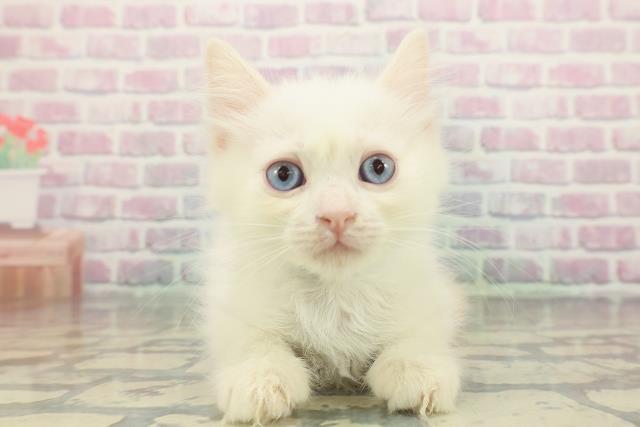 東京都のラグドール (Coo&RIKU中野サンモール店/2025年11月23日生まれ/男の子/レッドポイント)の子猫の1枚目の画像