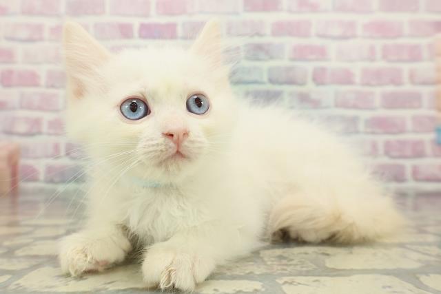 東京都のラグドール (Coo&RIKU中野サンモール店/2025年11月23日生まれ/男の子/レッドポイント)の子猫の2枚目の画像