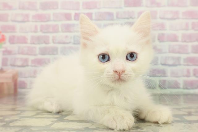 東京都のラグドール (Coo&RIKU中野サンモール店/2025年11月23日生まれ/男の子/レッドポイント)の子猫の3枚目の画像