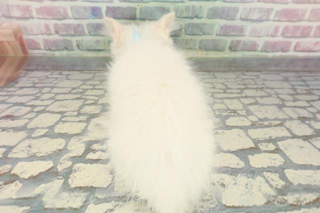 東京都のラグドール (Coo&RIKU中野サンモール店/2025年11月23日生まれ/男の子/レッドポイント)の子猫の4枚目の画像