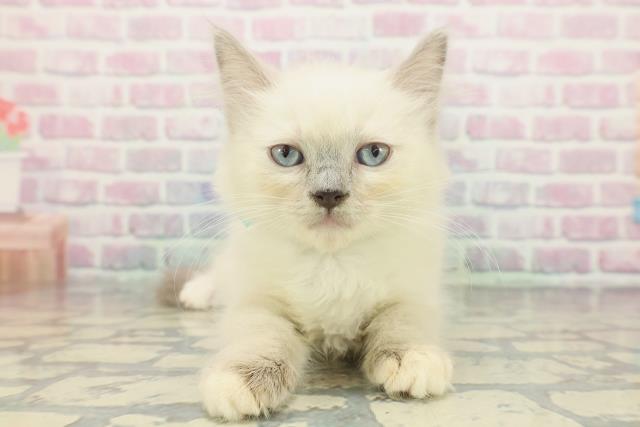 東京都のラグドール (Coo&RIKU新宿三丁目店/2025年11月23日生まれ/男の子/ブルーポイントミテッド)の子猫