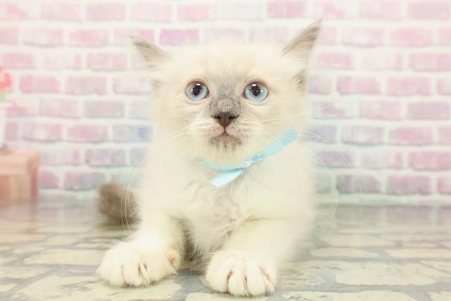 東京都のラグドール (Coo&RIKU下北沢店/2025年11月19日生まれ/男の子/ブルーポイントミテッド)の子猫の1枚目の画像