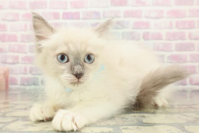 東京都のラグドール (Coo&RIKU下北沢店/2025年11月19日生まれ/男の子/ブルーポイントミテッド)の子猫の2枚目の画像