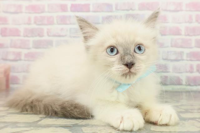 東京都のラグドール (Coo&RIKU下北沢店/2025年11月19日生まれ/男の子/ブルーポイントミテッド)の子猫の3枚目の画像