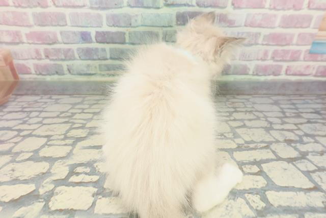 東京都のラグドール (Coo&RIKU下北沢店/2025年11月19日生まれ/男の子/ブルーポイントミテッド)の子猫の4枚目の画像