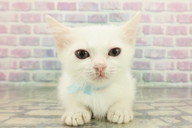 東京都のミヌエット (Coo&RIKU池袋西口店/2025年11月13日生まれ/男の子/ホワイト)の子猫