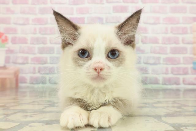 東京都のラグドール (Coo&RIKU阿佐ヶ谷店/2025年11月9日生まれ/男の子/シールポイントバイカラー)の子猫の1枚目の画像