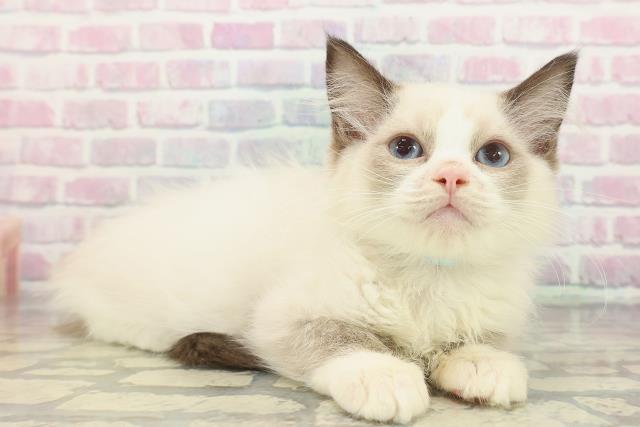 東京都のラグドール (Coo&RIKU阿佐ヶ谷店/2025年11月9日生まれ/男の子/シールポイントバイカラー)の子猫の3枚目の画像