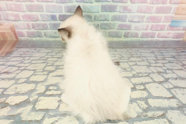 東京都のラグドール (Coo&RIKU阿佐ヶ谷店/2025年11月9日生まれ/男の子/シールポイントバイカラー)の子猫の4枚目の画像