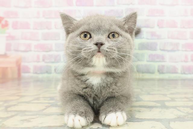 東京都のブリティッシュショートヘアー (Coo&RIKU武蔵小山店/2025年11月25日生まれ/女の子/ブルーホワイト)の子猫