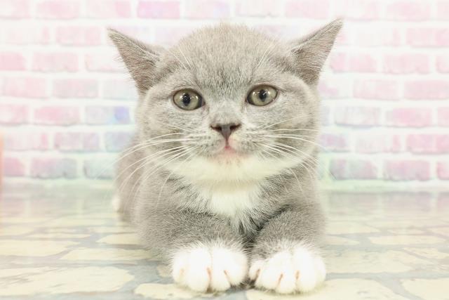 東京都のブリティッシュショートヘアー (Coo&RIKU自由が丘店/2025年11月25日生まれ/女の子/ブルーホワイト)の子猫の1枚目の画像