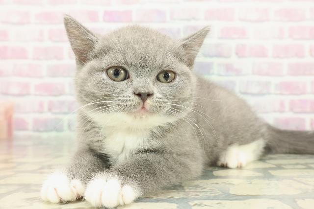 東京都のブリティッシュショートヘアー (Coo&RIKU自由が丘店/2025年11月25日生まれ/女の子/ブルーホワイト)の子猫の2枚目の画像