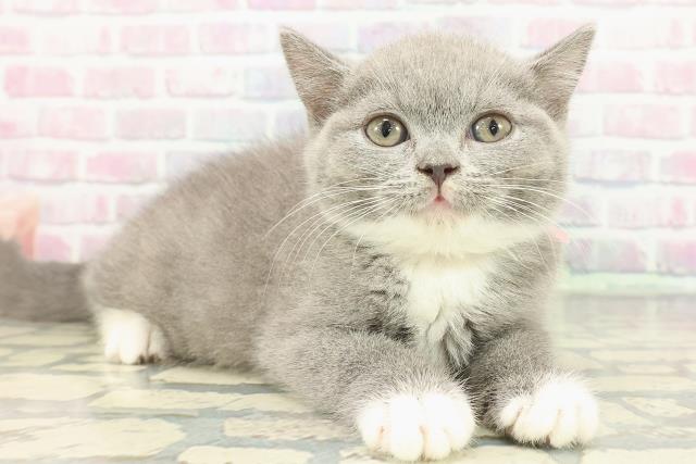 東京都のブリティッシュショートヘアー (Coo&RIKU自由が丘店/2025年11月25日生まれ/女の子/ブルーホワイト)の子猫の3枚目の画像