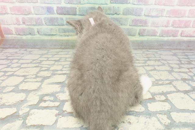 東京都のブリティッシュショートヘアー (Coo&RIKU自由が丘店/2025年11月25日生まれ/女の子/ブルーホワイト)の子猫の4枚目の画像