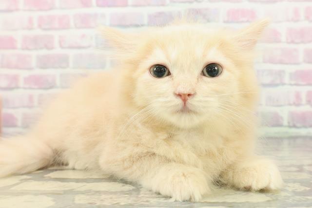 東京都のラガマフィン (Coo&RIKU浅草店/2025年11月22日生まれ/男の子/クリームタビー)の子猫の3枚目の画像