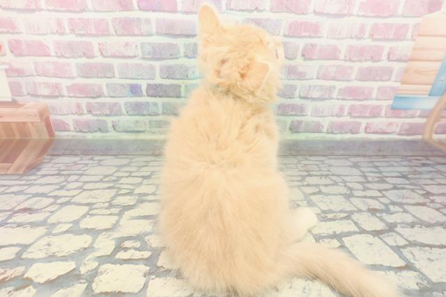 東京都のラガマフィン (Coo&RIKU浅草店/2025年11月22日生まれ/男の子/クリームタビー)の子猫の4枚目の画像