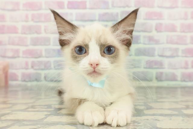 東京都のラグドール (Coo&RIKU浅草店/2025年11月9日生まれ/男の子/シールポイントバイカラー)の子猫