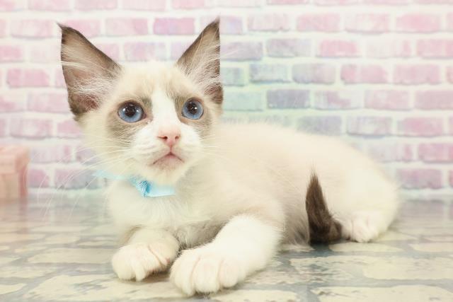 東京都のラグドール (Coo&RIKU浅草店/2025年11月9日生まれ/男の子/シールポイントバイカラー)の子猫の2枚目の画像