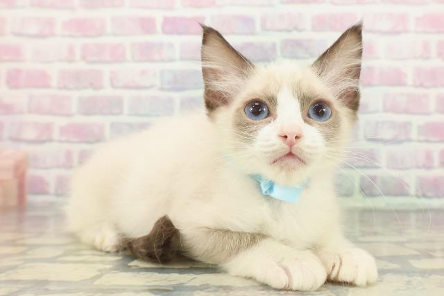 東京都のラグドール (Coo&RIKU浅草店/2025年11月9日生まれ/男の子/シールポイントバイカラー)の子猫の3枚目の画像