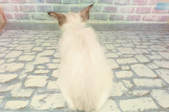 東京都のラグドール (Coo&RIKU浅草店/2025年11月9日生まれ/男の子/シールポイントバイカラー)の子猫の4枚目の画像