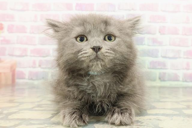東京都のブリティッシュロングヘアー (Coo&RIKU浅草店/2025年11月25日生まれ/男の子/ブルー)の子猫
