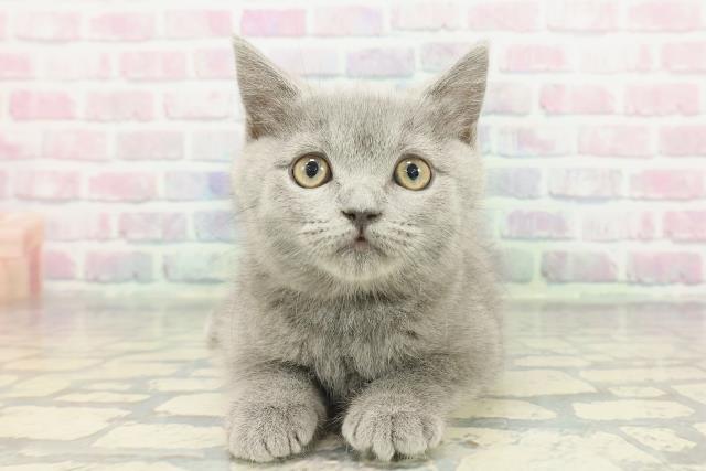 東京都のブリティッシュショートヘアー (Coo&RIKU三軒茶屋店/2025年11月24日生まれ/女の子/ブルー)の子猫の1枚目の画像