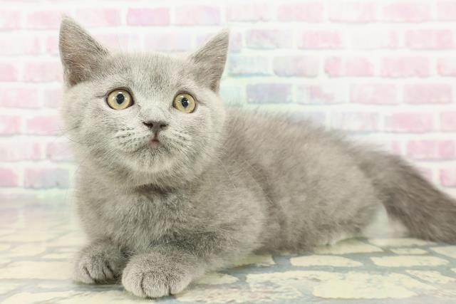 東京都のブリティッシュショートヘアー (Coo&RIKU三軒茶屋店/2025年11月24日生まれ/女の子/ブルー)の子猫の2枚目の画像