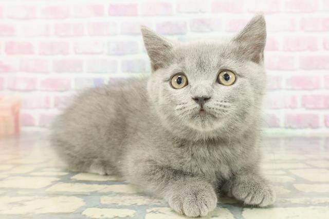 東京都のブリティッシュショートヘアー (Coo&RIKU三軒茶屋店/2025年11月24日生まれ/女の子/ブルー)の子猫の3枚目の画像