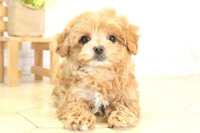 愛知県のマルプー(マルチーズ×プードル) (Coo&RIKU岡崎店/2025年12月8日生まれ/男の子/アプリコットホワイト)の子犬の1枚目の画像