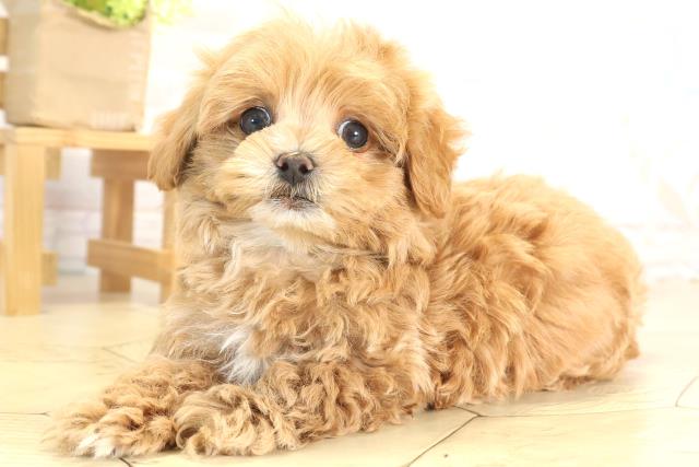 愛知県のマルプー(マルチーズ×プードル) (Coo&RIKU岡崎店/2025年12月8日生まれ/男の子/アプリコットホワイト)の子犬の3枚目の画像