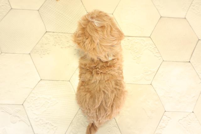 愛知県のマルプー(マルチーズ×プードル) (Coo&RIKU岡崎店/2025年12月8日生まれ/男の子/アプリコットホワイト)の子犬の4枚目の画像