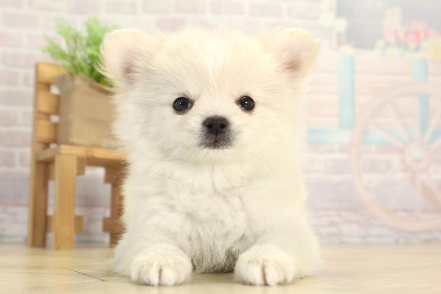 愛知県のポメチワ/チワポメ/ポメチー(ポメラニアン×チワワ) (Coo&RIKU瀬港線守山店/2025年12月8日生まれ/女の子/クリーム)の子犬の1枚目の画像