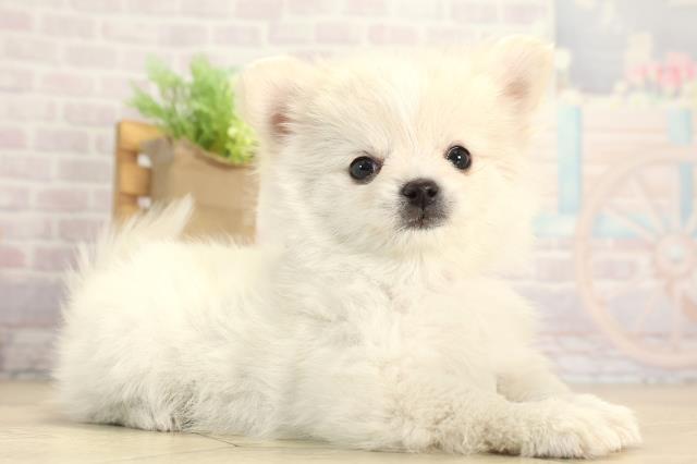 愛知県のポメチワ/チワポメ/ポメチー(ポメラニアン×チワワ) (Coo&RIKU瀬港線守山店/2025年12月8日生まれ/女の子/クリーム)の子犬の2枚目の画像