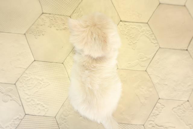 愛知県のポメチワ/チワポメ/ポメチー(ポメラニアン×チワワ) (Coo&RIKU瀬港線守山店/2025年12月8日生まれ/女の子/クリーム)の子犬の4枚目の画像