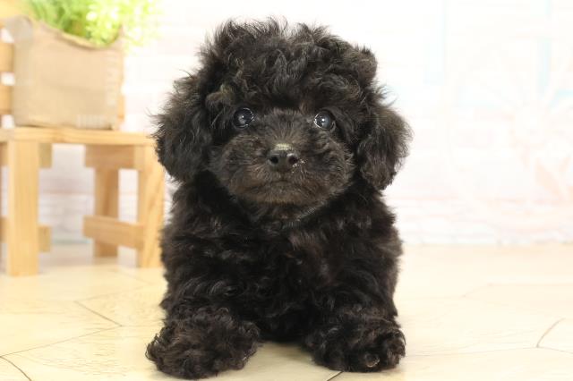 トイ・プードル