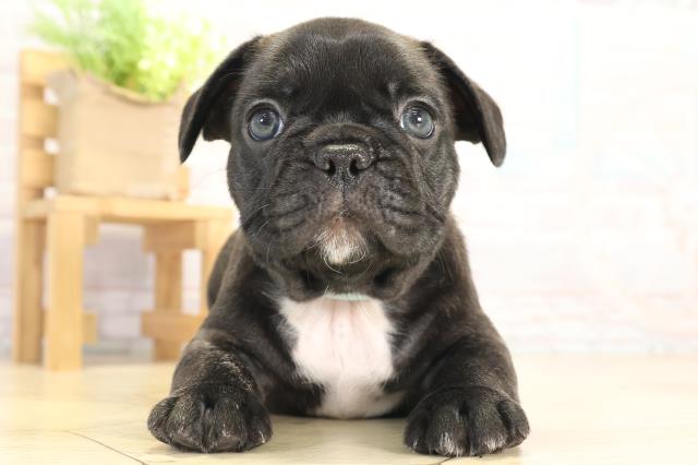 愛知県のフレンチブルドッグ (Coo&RIKU豊橋店/2025年12月10日生まれ/男の子/ブリンドル)の子犬の1枚目の画像