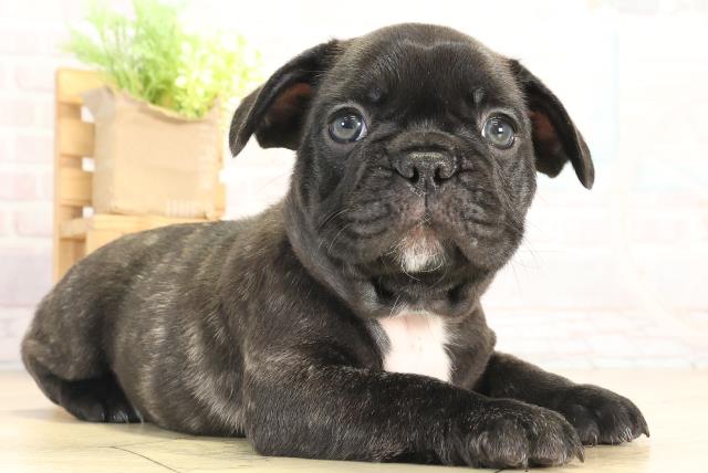 愛知県のフレンチブルドッグ (Coo&RIKU豊橋店/2025年12月10日生まれ/男の子/ブリンドル)の子犬の2枚目の画像