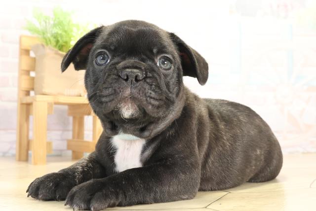 愛知県のフレンチブルドッグ (Coo&RIKU豊橋店/2025年12月10日生まれ/男の子/ブリンドル)の子犬の3枚目の画像