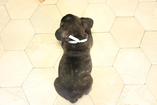 愛知県のフレンチブルドッグ (Coo&RIKU豊橋店/2025年12月10日生まれ/男の子/ブリンドル)の子犬の4枚目の画像