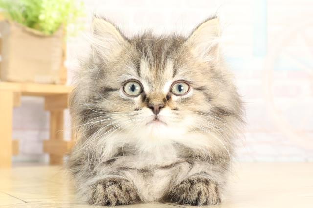 愛知県のラガマフィン (Coo&RIKU東海店/2025年12月6日生まれ/男の子/ブラウンタビー)の子猫の1枚目の画像