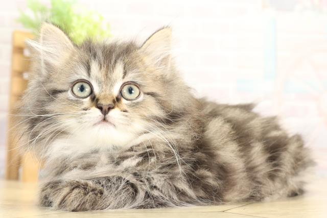 愛知県のラガマフィン (Coo&RIKU東海店/2025年12月6日生まれ/男の子/ブラウンタビー)の子猫の3枚目の画像