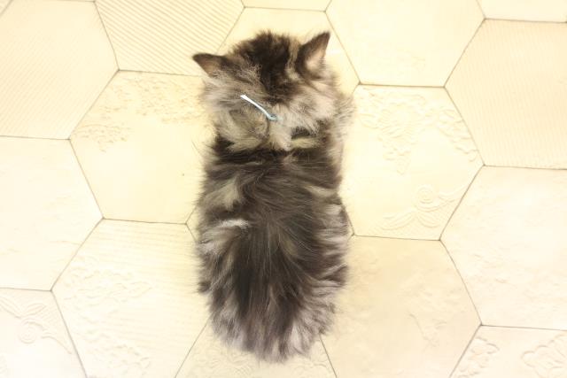 愛知県のラガマフィン (Coo&RIKU東海店/2025年12月6日生まれ/男の子/ブラウンタビー)の子猫の4枚目の画像